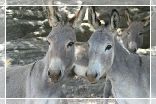 Agriturismo Sardegna